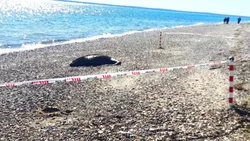 Tras una prueba piloto, descartaron quemar los lobos marinos