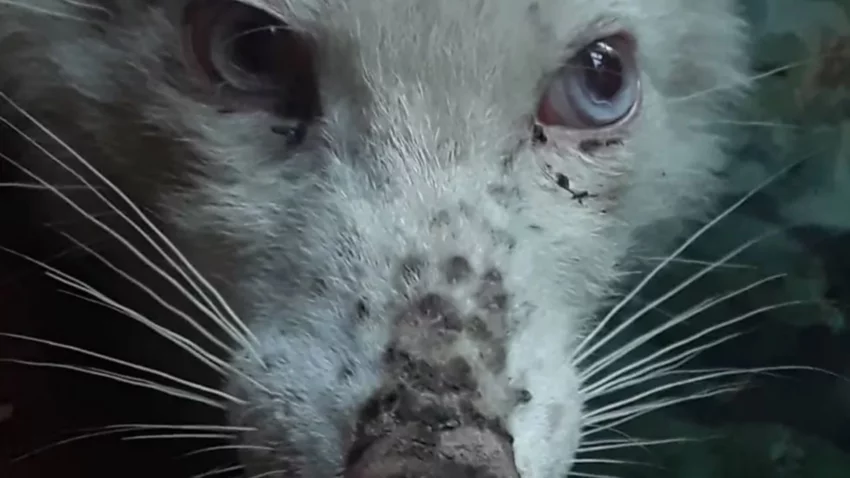 Video: salió a caminar y se encontró un animal único en la Patagonia