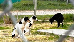 Rescataron a 10 perros maltratados en General Roca