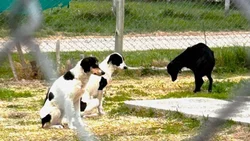 Rescataron a 10 perros maltratados en General Roca