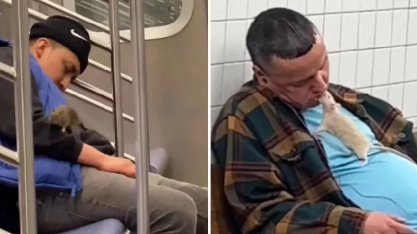 Crisis higiénica en Nueva York: más ratas que humanos