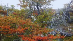 El bosque que resiste al cambio climático