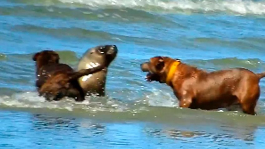Las Grutas: multarán a quienes lleven mascotas a las playas