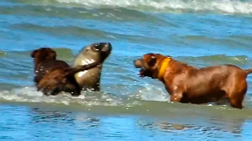 Las Grutas: multarán a quienes lleven mascotas a las playas