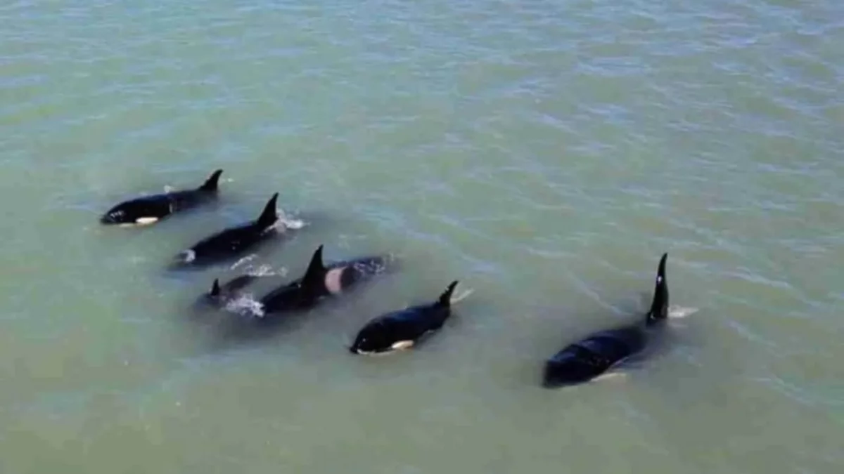 Video: el increíble espectáculo que brindó un grupo de orcas