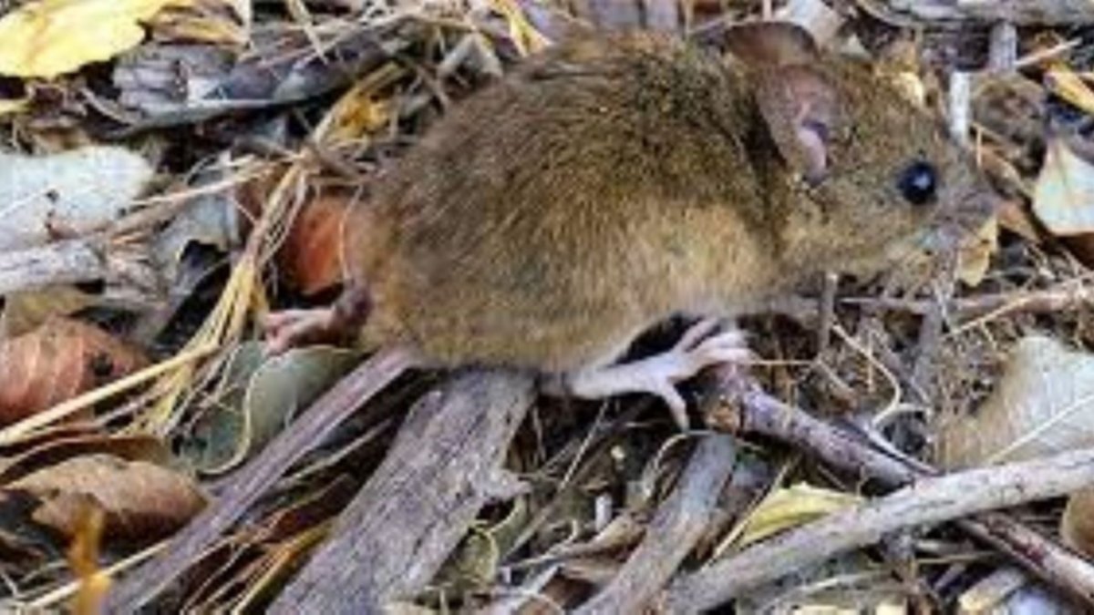 Hay 15 personas aisladas por sospecha de hantavirus en Neuquén