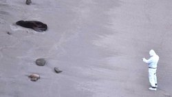 Gripe aviar: bajó la cantidad de lobos marinos muertos