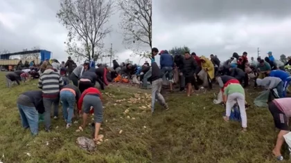 VIDEO: volcó un camión y los vecinos saquearon las papas que llevaba