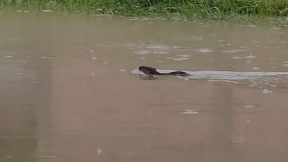 Inundaciones en Neuquén: avistaron una "falsa nutria" por los desbordes
