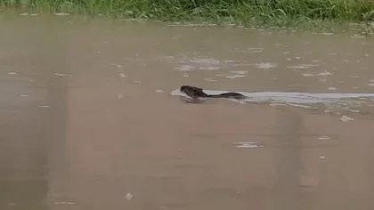 Inundaciones en Neuquén: avistaron una "falsa nutria" por los desbordes