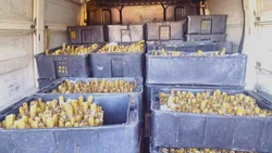 Trasladaba mil kilos de ostras sin ningún cuidado sanitario