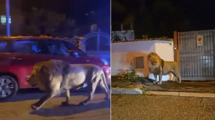 VIDEO: Alerta por un león suelto en las calles de una pequeña localidad