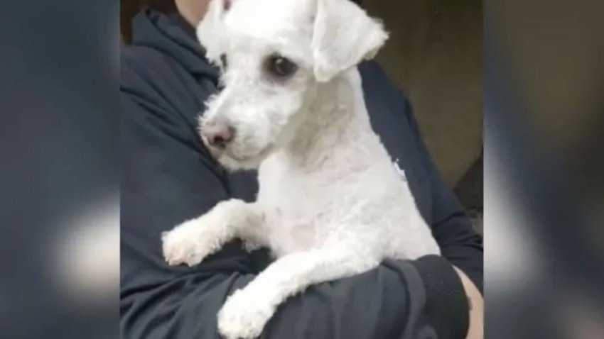 Llevó a su perro a la peluquería y le entregaron otro por error