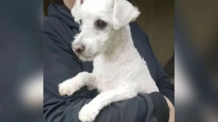 Llevó a su perro a la peluquería y le entregaron otro por error