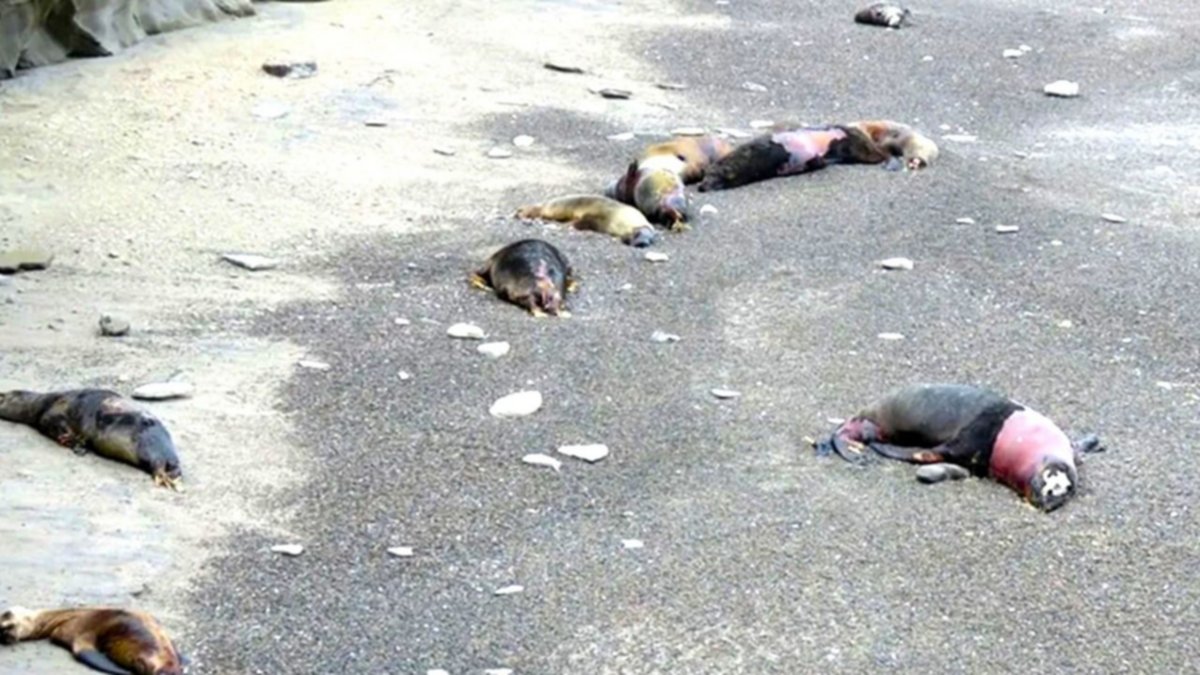 Gripe aviar: sigue en baja la cantidad de lobos marinos muertos