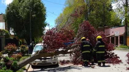 El temporal en la provincia: rutas intransitables, árboles caídos y voladura de techos
