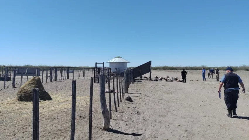 Denuncian uno de los "golpes más fuertes a la ganadería regional": 19 animales faenados