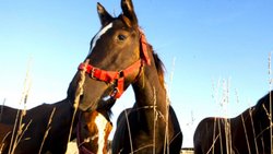 Encefalitis equina: confirmaron dos casos en Río Negro