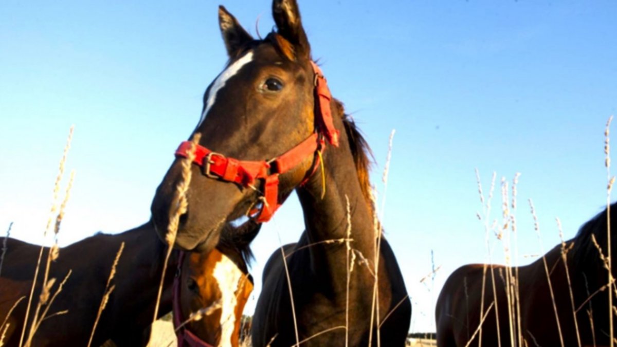 Encefalitis equina: confirmaron dos casos en Río Negro
