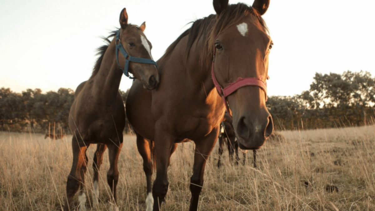 Encefalitis equina: confirmaron el primer caso en humanos tras 27 años