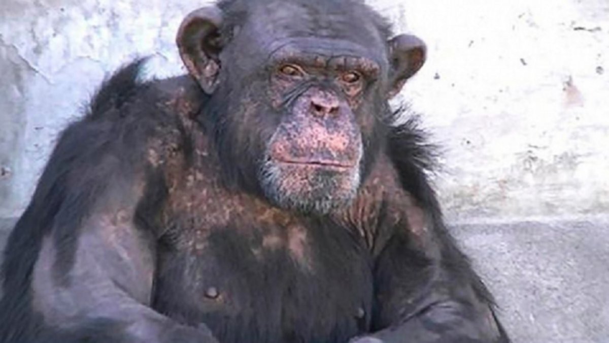 Toti, el chimpancé de Bubalcó, ¡Afuera!
