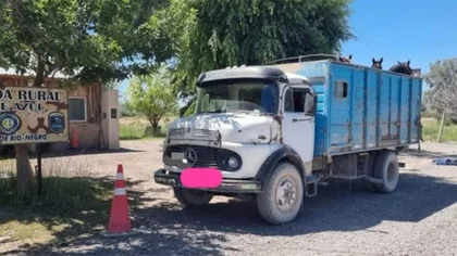 Encontraron 8 caballos que eran transportados hacia el Valle
