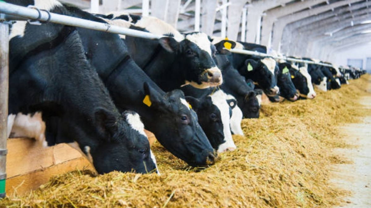 Transforman carbón en proteína para alimentación animal
