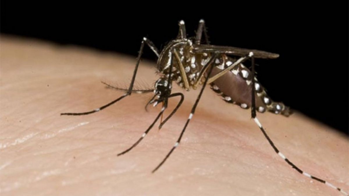 Dengue y encefalitis equina: ¿Cómo diferenciar a los mosquitos vectores?