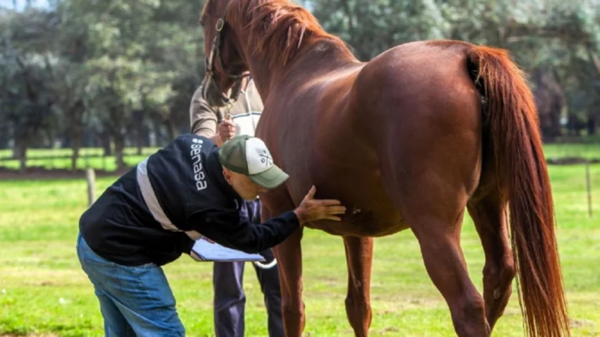 Confirman una segunda víctima de encefalitis equina en Argentina