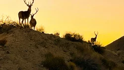 Maravilloso encuentro con ciervos en plena ruta cordillerana
