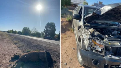Atención turistas: hubo dos choques con animales sueltos en la Ruta 237