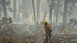 Iniciaron acciones legales por el incendio forestal en Brazo Tristeza