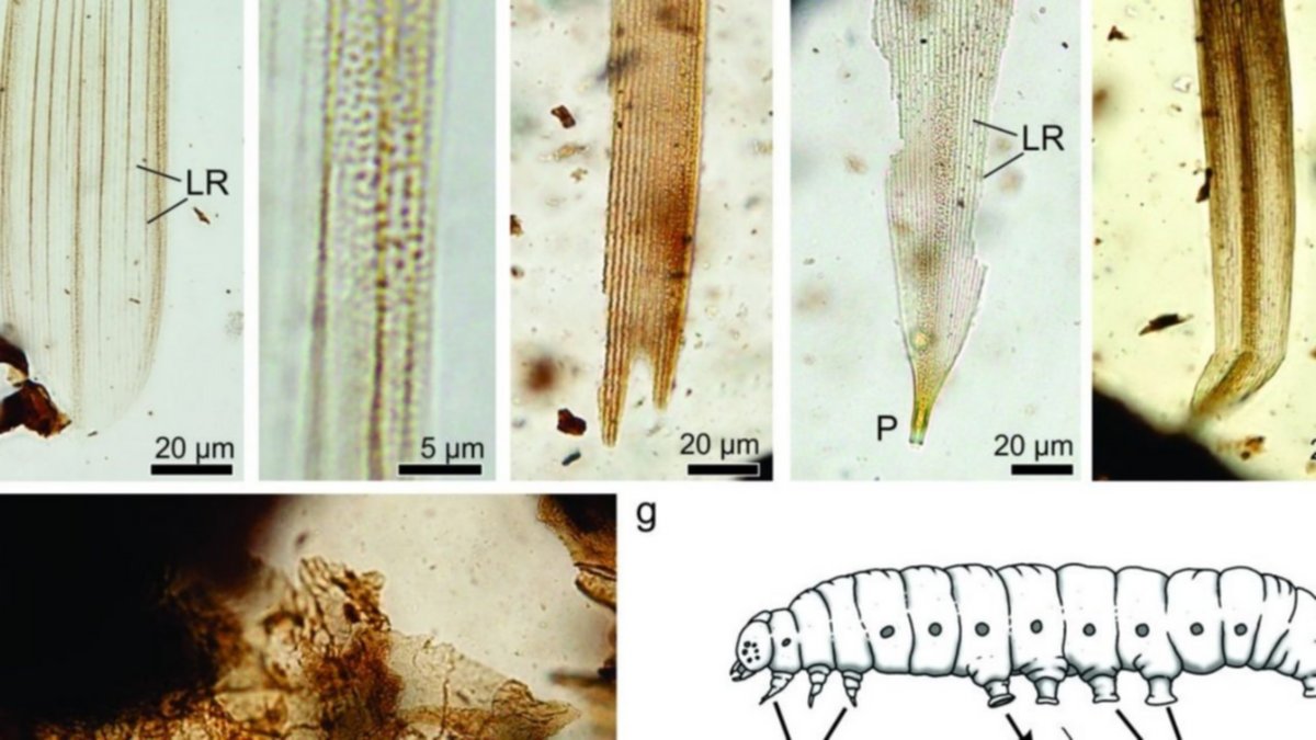 Hallaron fósiles de insectos que convivieron con dinosaurios