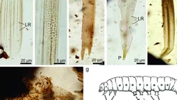 Hallaron fósiles de insectos que convivieron con dinosaurios