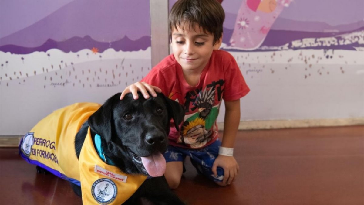 Implementaron en un hospital la "terapia asistida" con perros