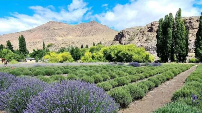 El campo color lila que se luce en plena estepa patagónica