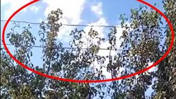 Cosechaba manzanas, tocó un cable y murió electrocutado