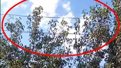 Cosechaba manzanas, tocó un cable y murió electrocutado