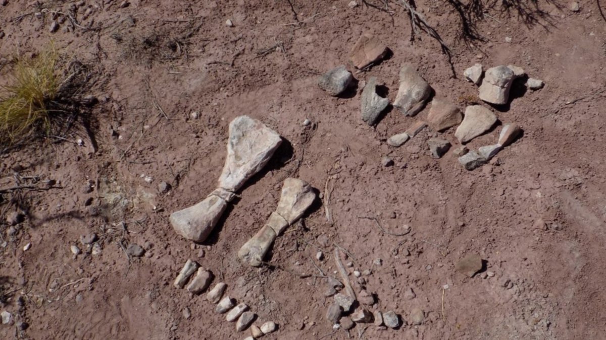 Histórico e inédito hallazgo en Neuquén de una "guardería" de dinosaurios
