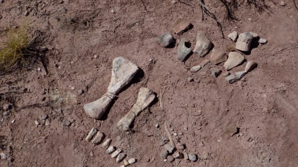 Histórico e inédito hallazgo en Neuquén de una "guardería" de dinosaurios
