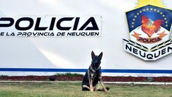 Se agranda la familia antinarcóticos: "Emily", está preñada