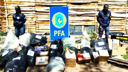 Hallaron 200 plantas de marihuana en Las Perlas
