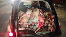 ¡Toda una carnicería! Decomisaron 2.500 kilos de carne
