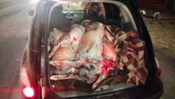 ¡Toda una carnicería! Decomisaron 2.500 kilos de carne
