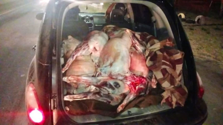 Faena clandestina en Vaca Muerta: decomisaron más de mil kilos de carne
