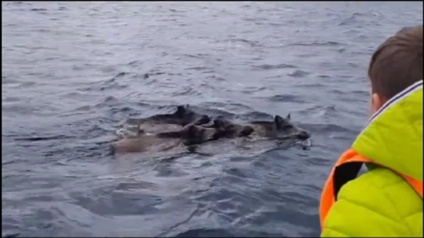 Video: se llevó una increíble sorpresa en el Nahuel Huapi