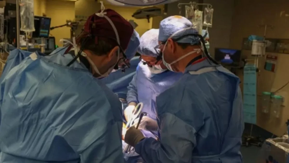De un cerdo a un humano: realizaron el primer trasplante de riñón
