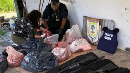 Desmantelaron a cazadores furtivos: incautaron 150 kilos de carne