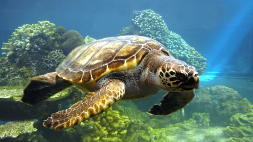Fallecieron nueve personas por comer carne de tortuga marina