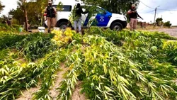 Secuestraron droga por valor de 30 millones de pesos